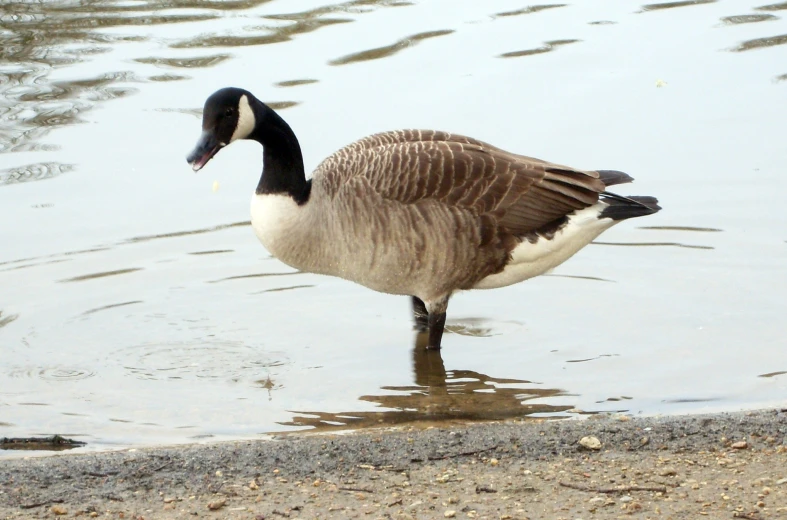 a goose is drinking water at the edge of the pond