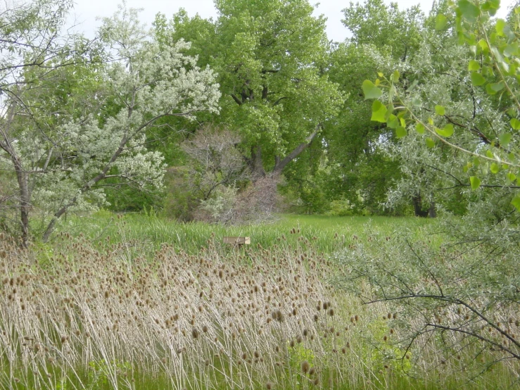 trees and brush around an area of land