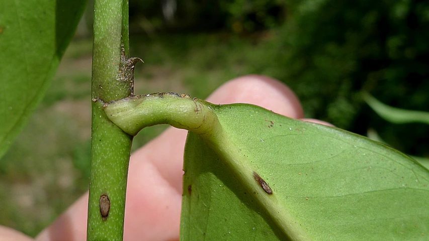 the green tip of a plant, partially covered by some bugged limbs