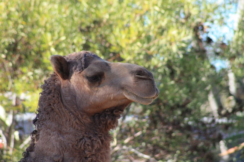 a camel is standing next to some trees