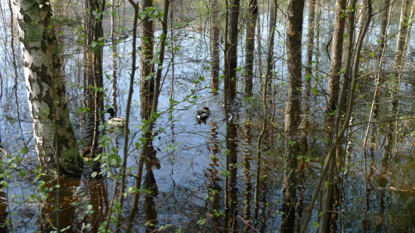 a group of birds floating in a swamp near trees