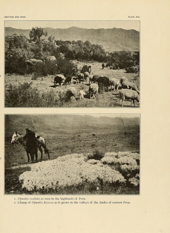 two pictures depicting horses on a hill with other animals