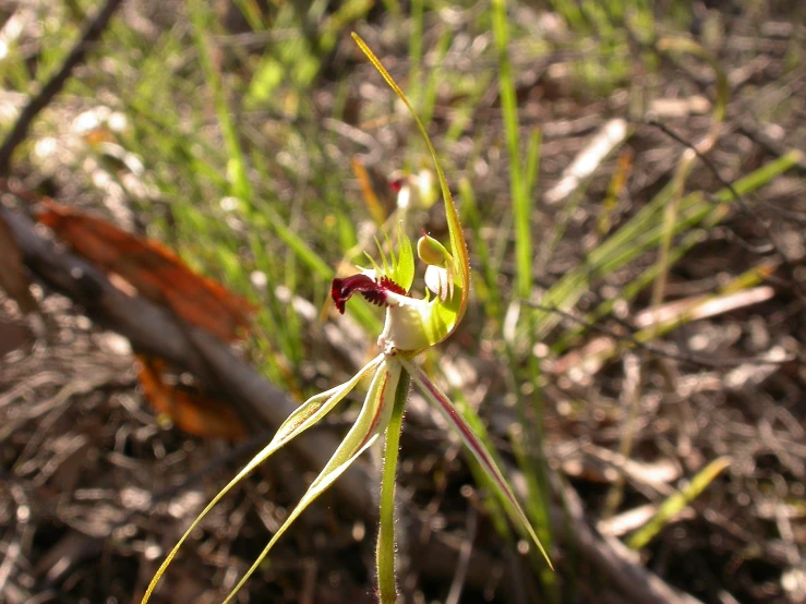 an image of the plant that is growing in the woods