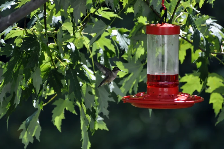 a bird is sitting outside, in the nches of trees