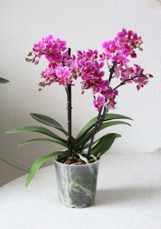 a potted plant with a couple flowers on a table