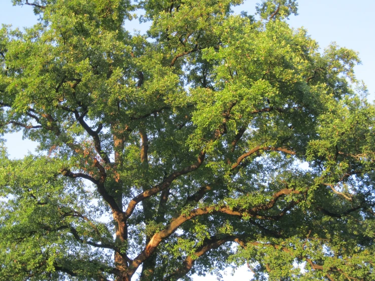 a very tall tree with lots of green leaves