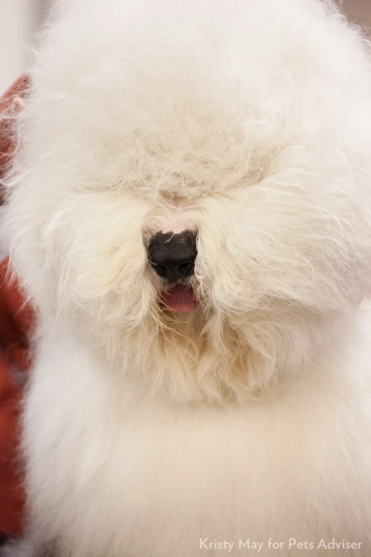 a white fluffy dog sits behind a person in a chair