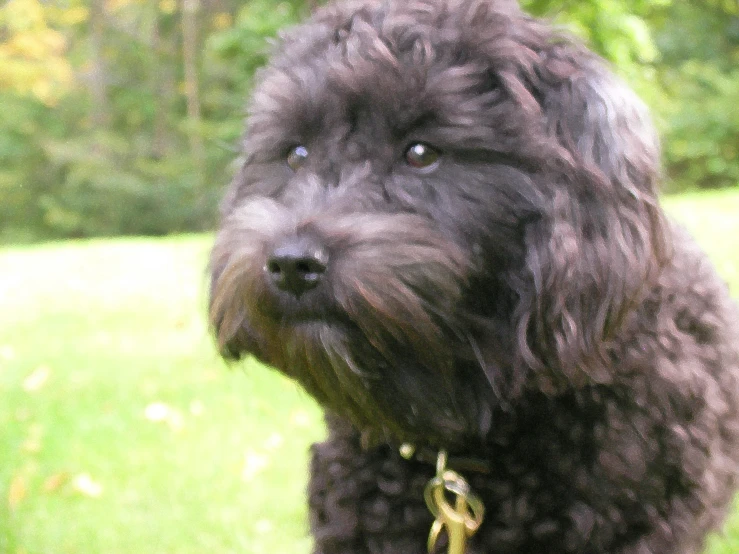 a small dog standing in a yard on grass