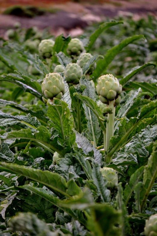 several flowers with water on them growing in a field