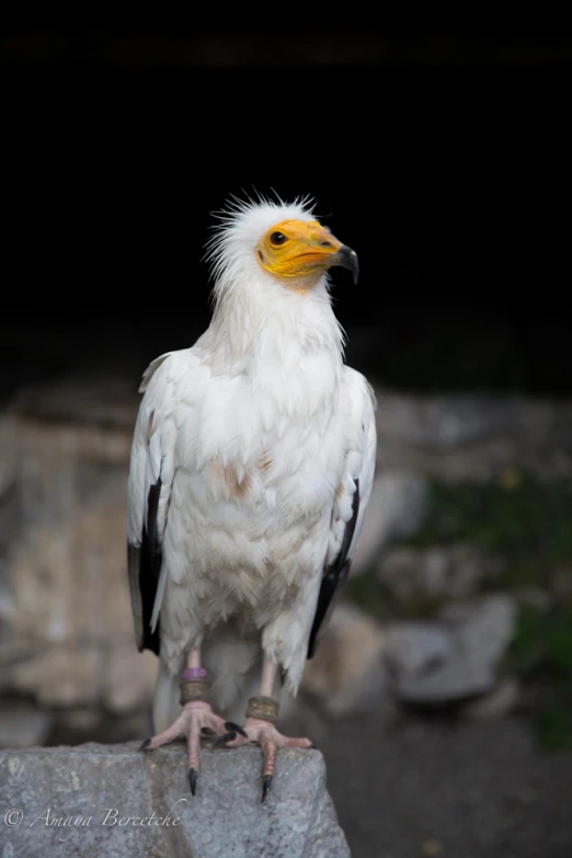 a large white and black bird standing on a rock