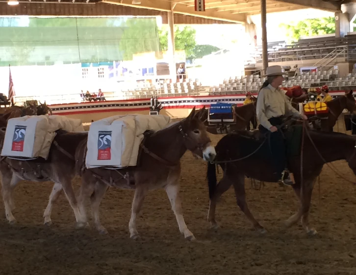 some horses are pulling bags in the dirt