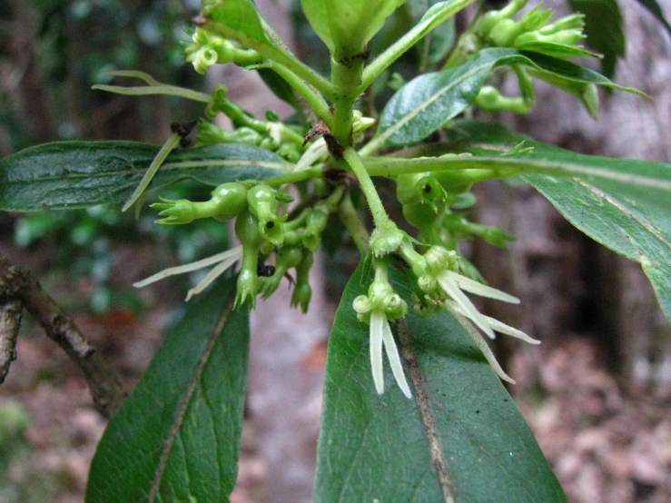 the leaves of a tree with buds and leaves