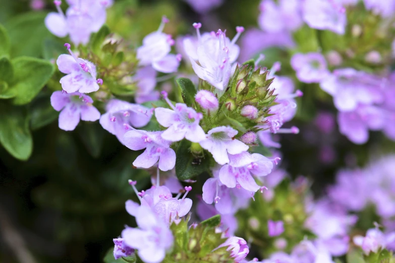 a close up of purple and green flowers