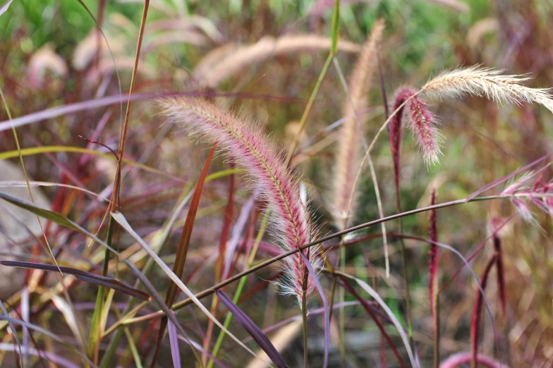 many plants in a field that are pink and green