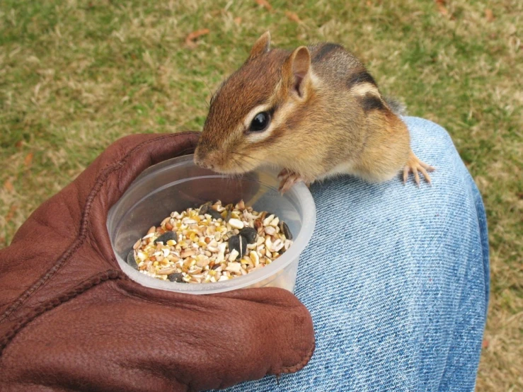 a person with a glove is feeding a chipmun by hand