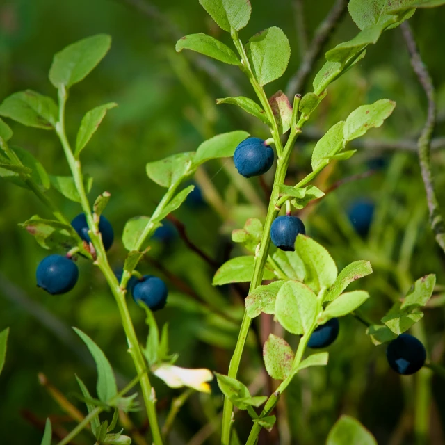green and blue plant with small blue fruits on it