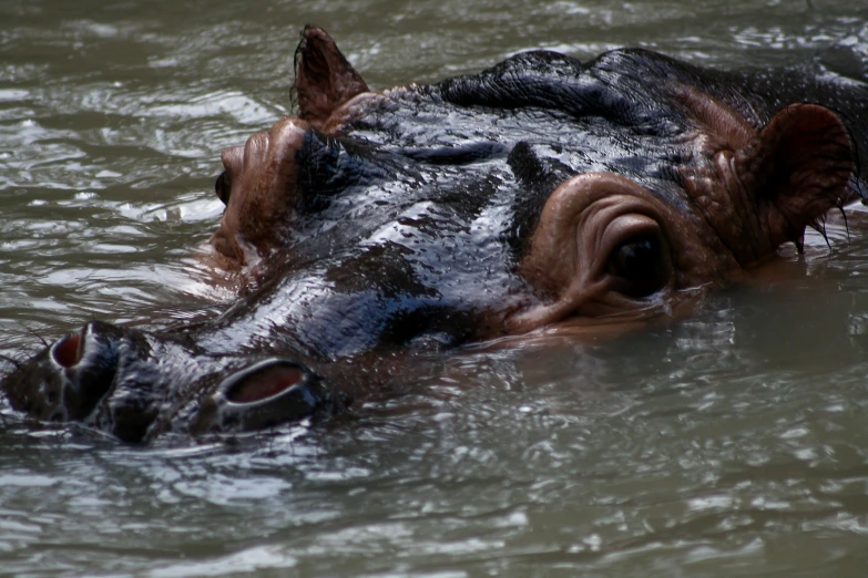 the head and neck of an alligator submerged in water