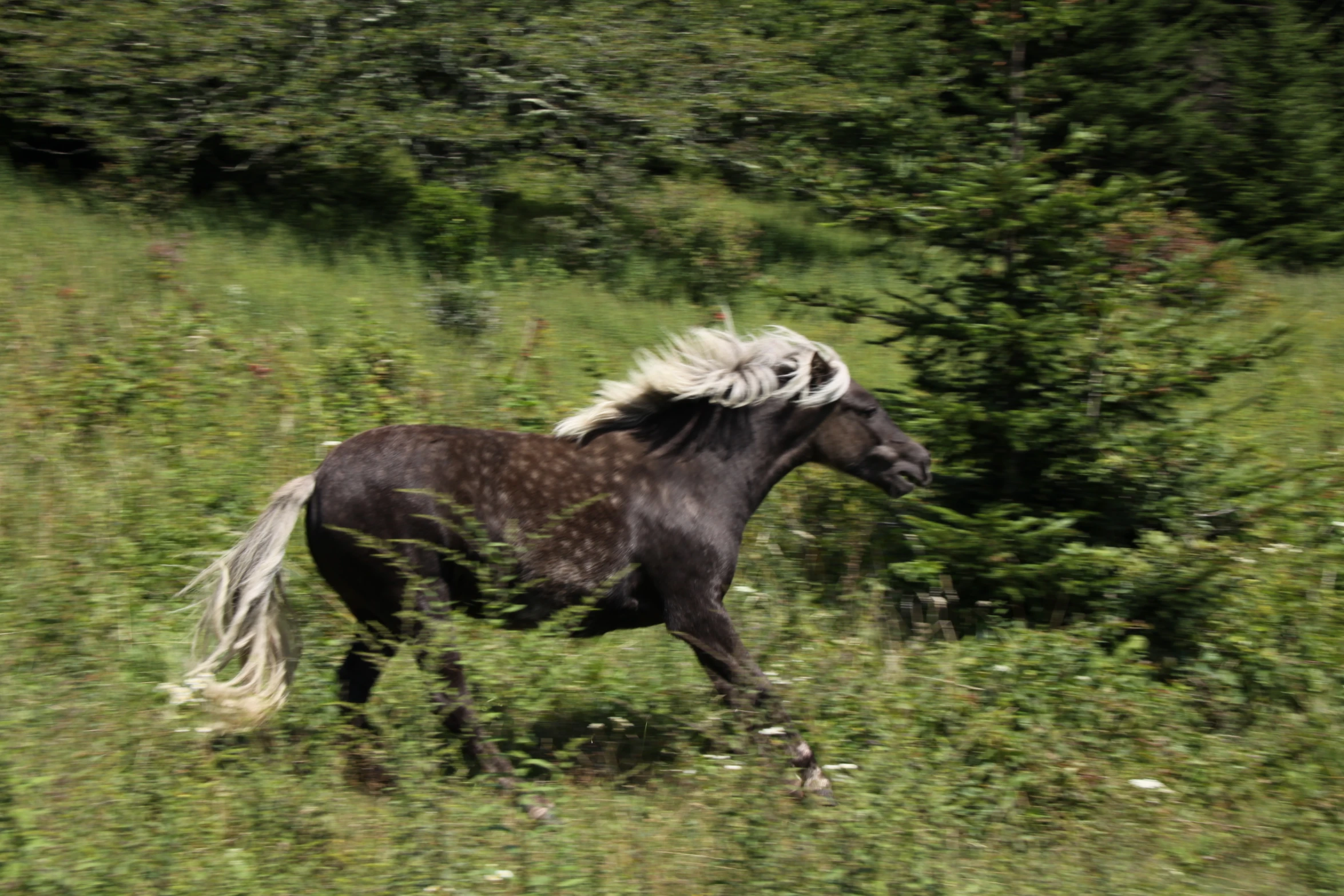 the black horse with white hair is running through the field