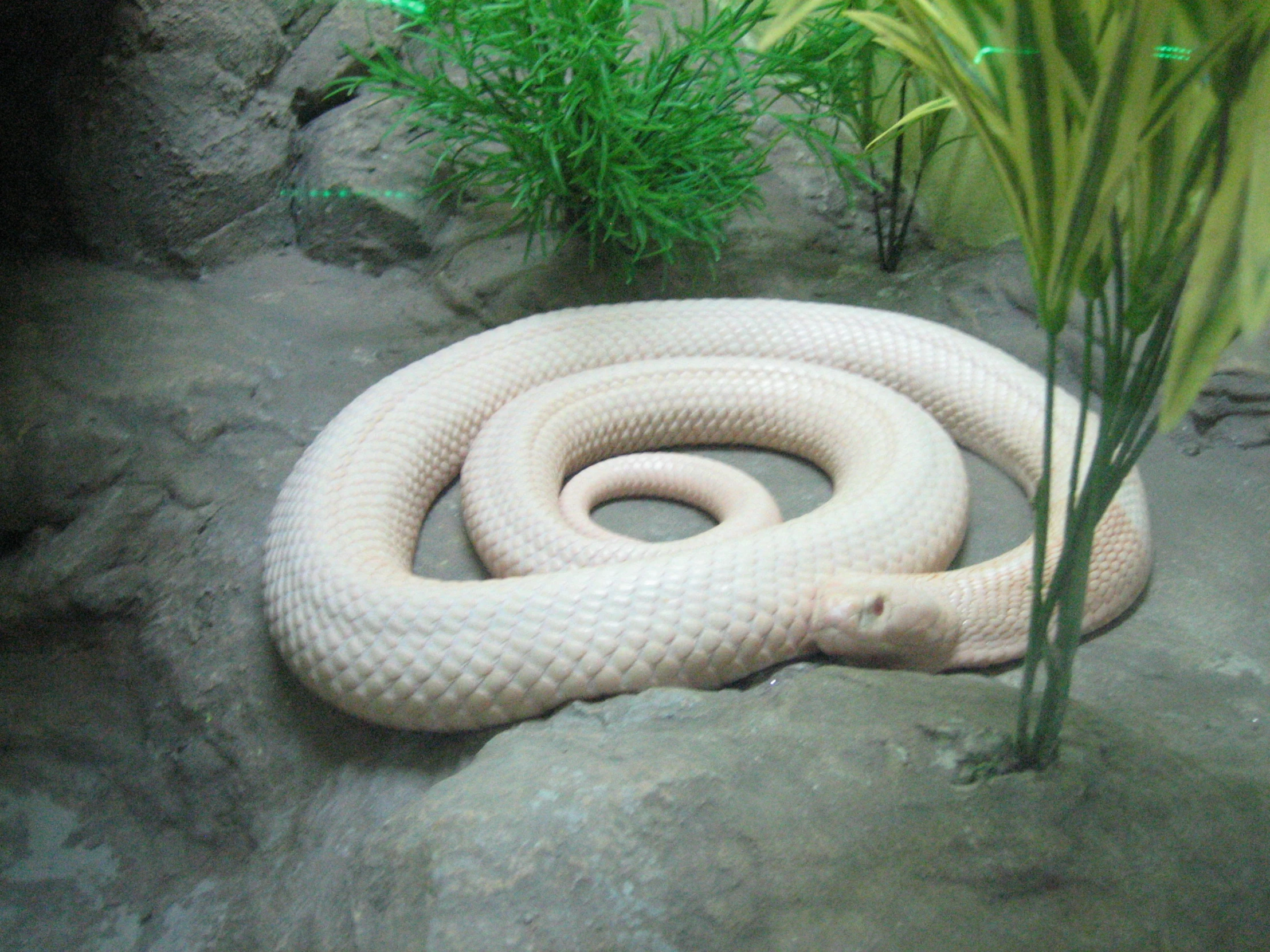 an enormous white snake laying in the gravel