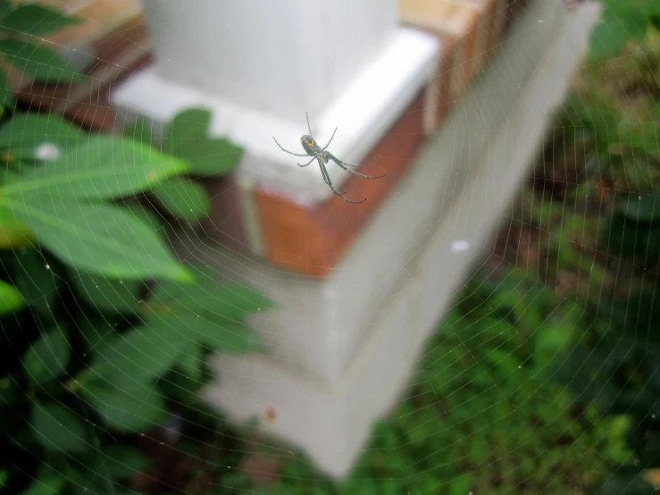 there is a very large spider on the outside of a building