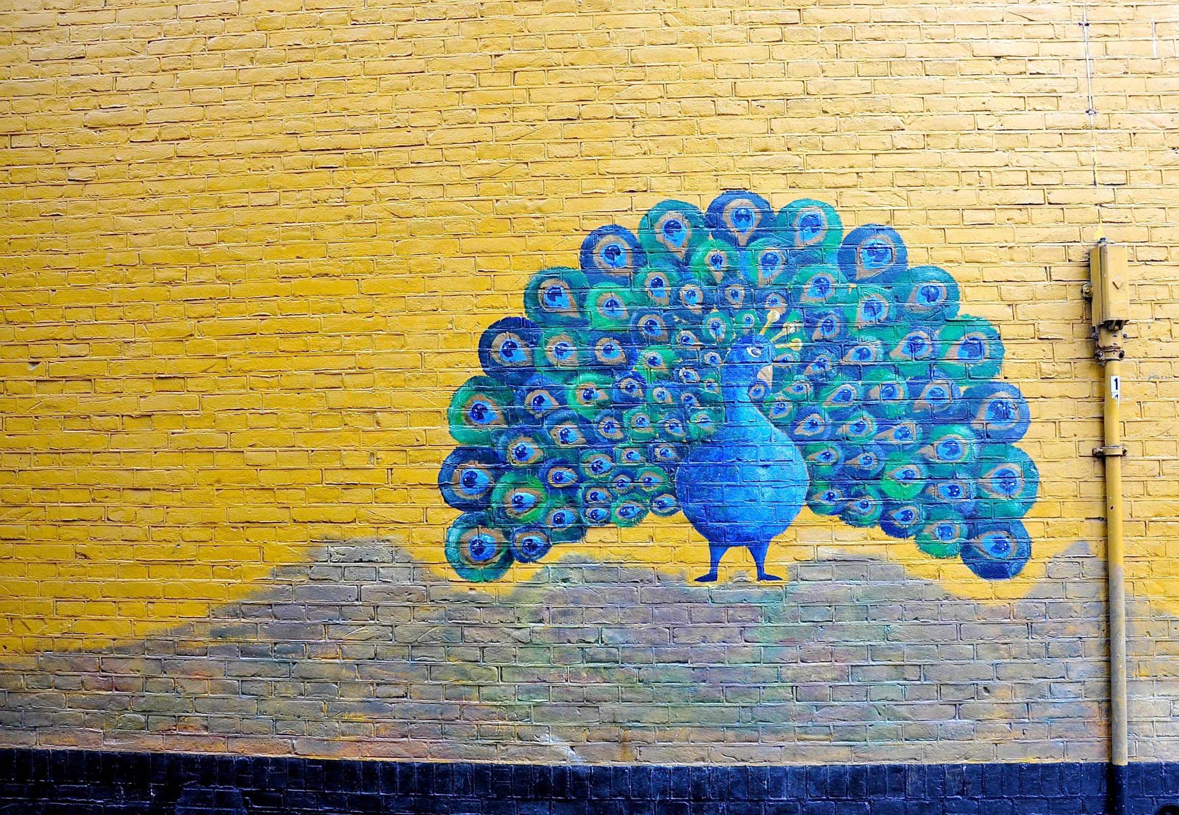 the brick wall has a colorful mural of a peacock