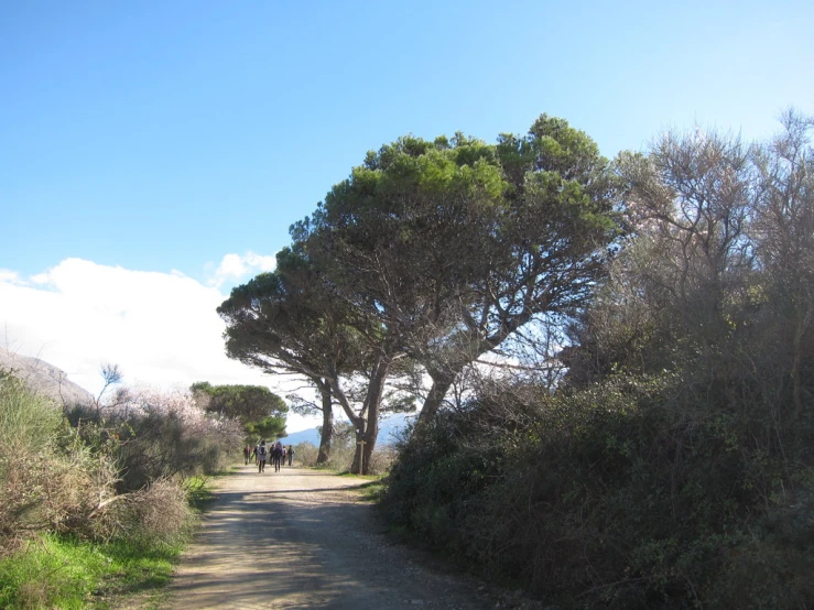 some people are walking down a trail between trees