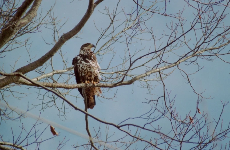 a bird sits in the nches of a tree