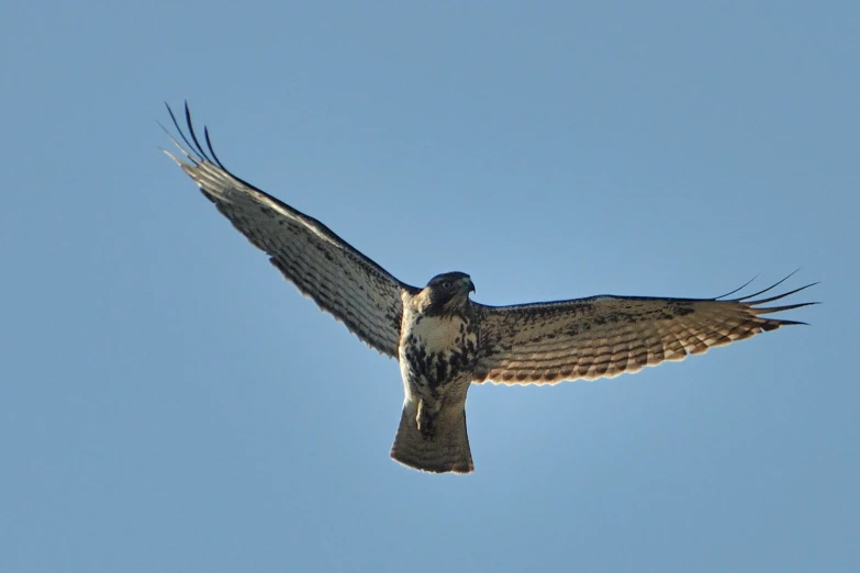 a bird in the sky on a sunny day