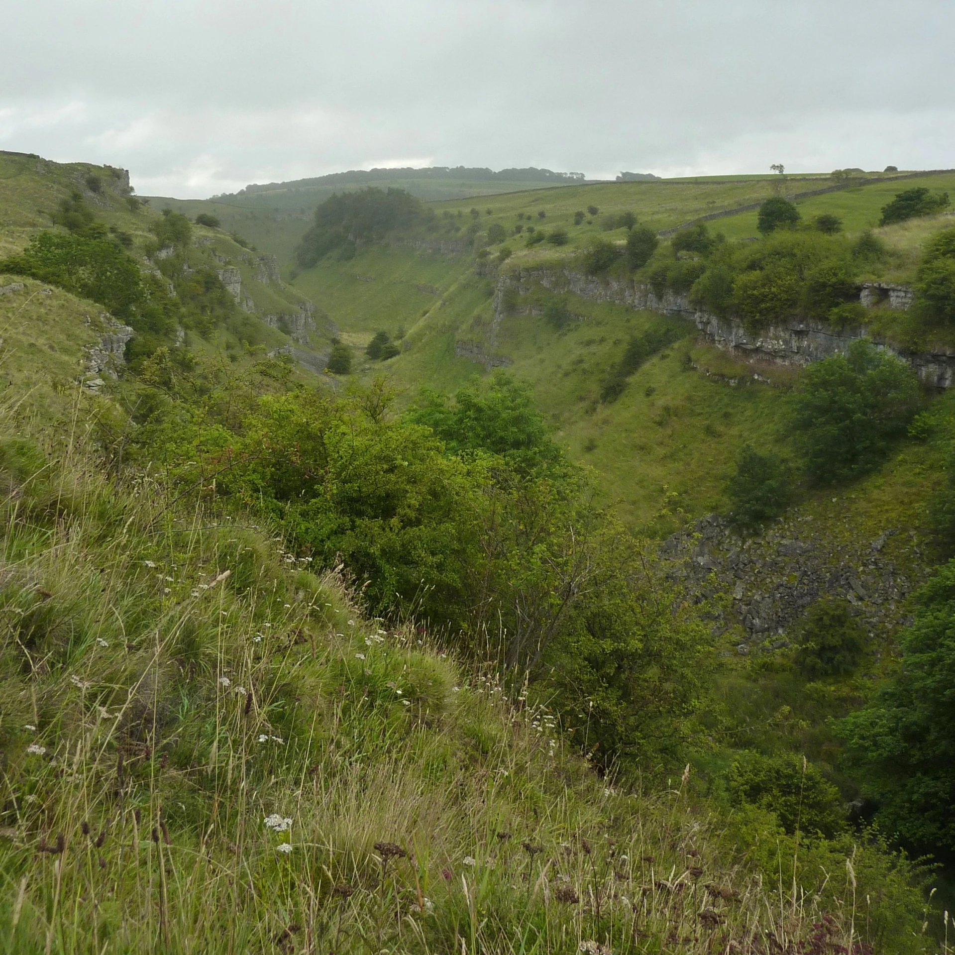 a lush green hillside covered in lots of tall grass