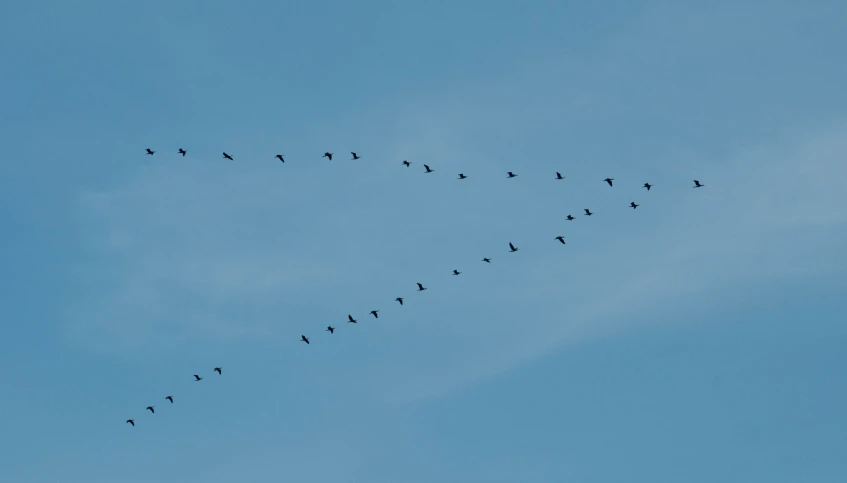 this is a flock of birds flying in formation