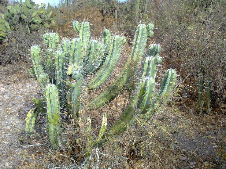 a small cactus grows on the side of a desert