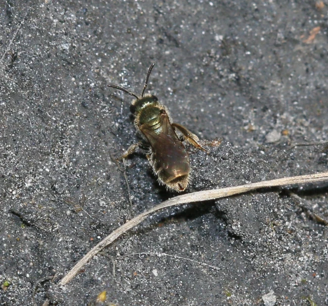 a flies onto the ground near the stem
