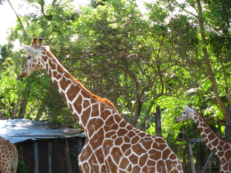 a group of giraffes standing in the middle of the jungle