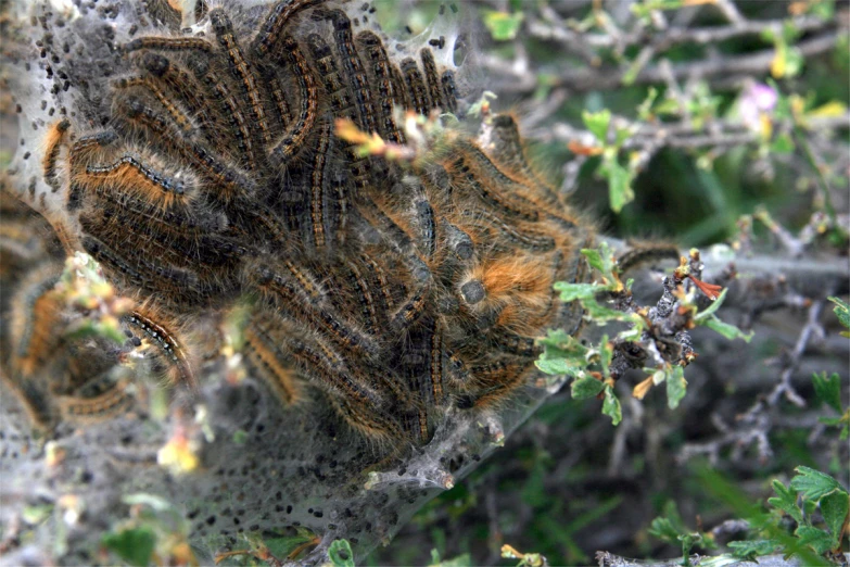 several brown bugs on a green plant covered in water