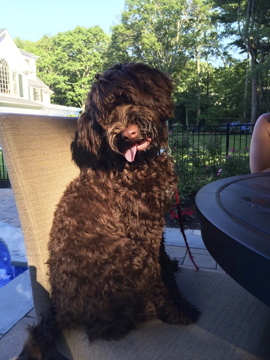 a dog is sitting on a patio chair