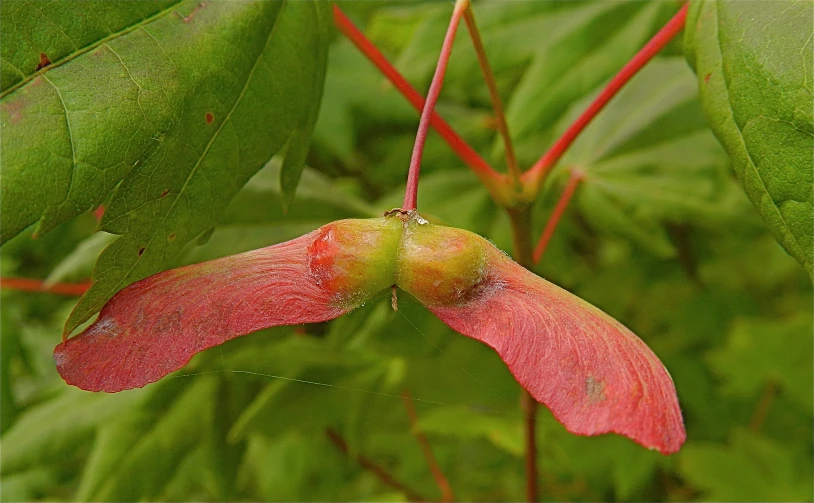 a pink flower with red and green leaves behind it