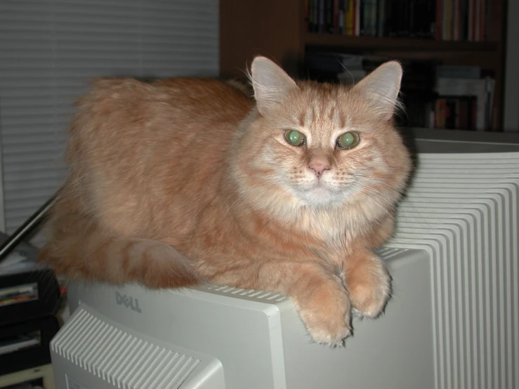 the cat is sitting on top of the tv