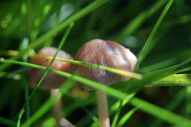 a bunch of small mushrooms laying on top of green grass