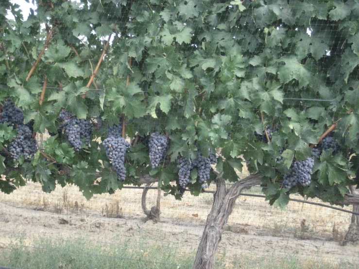 some gs are on the vine and in the back of a truck