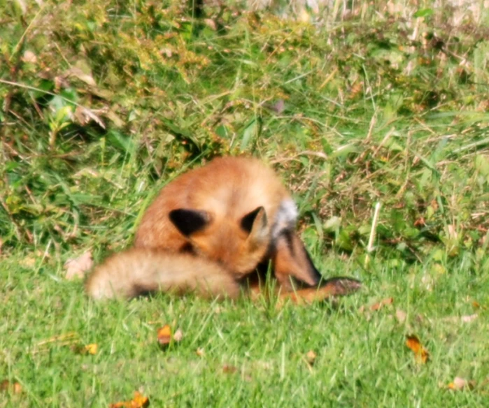 the dog is lying down on the grass