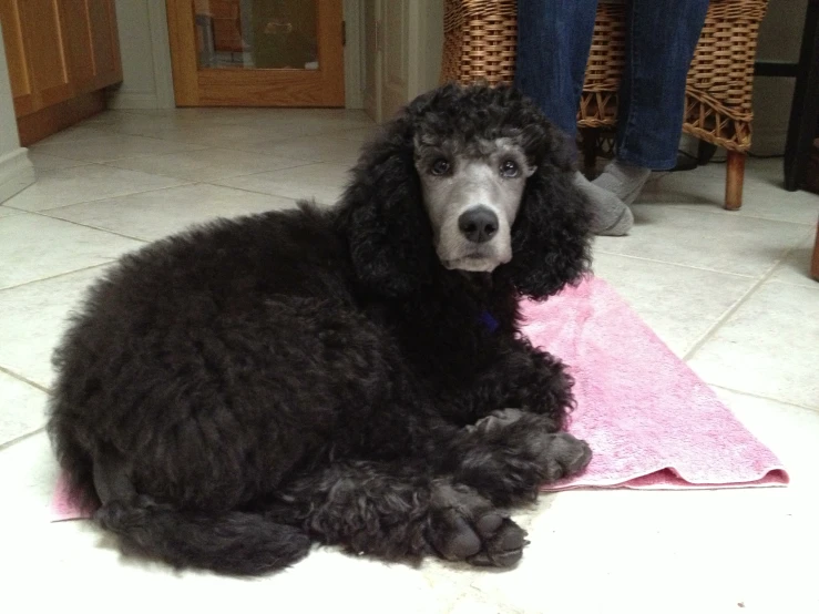 a dark gray poodle laying on the floor