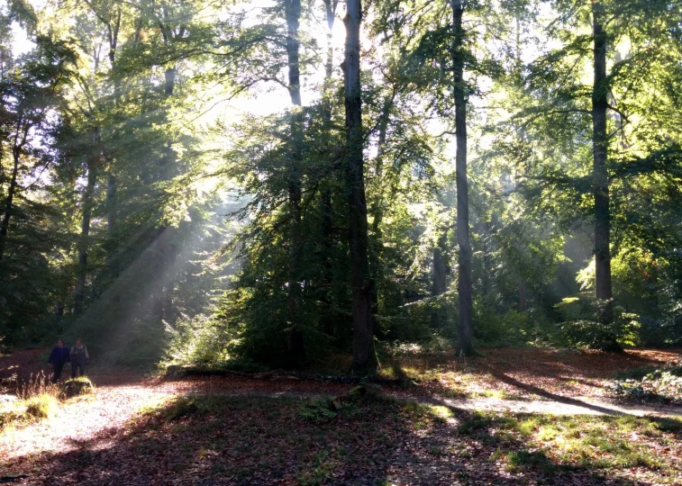 the sun shining through the trees in the woods