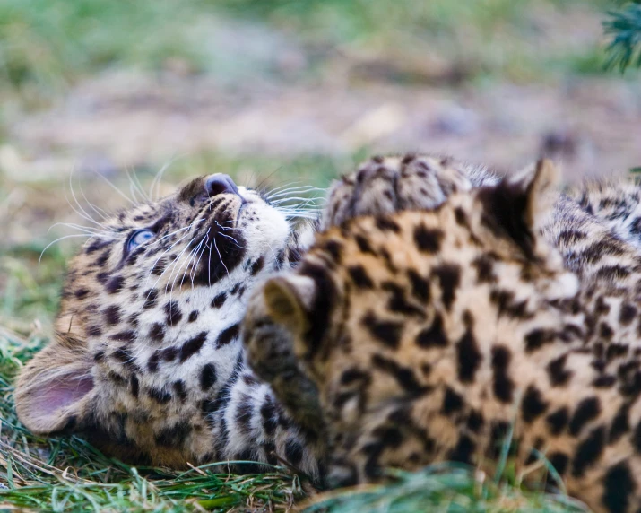 a close up of a cat laying in the grass