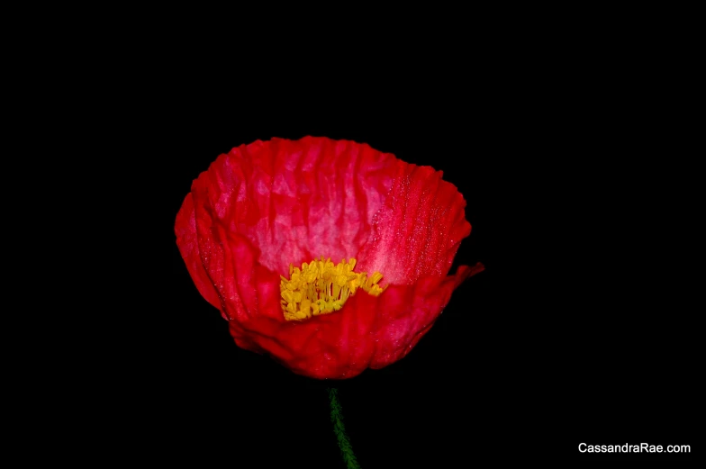 a close up of a red flower in the dark