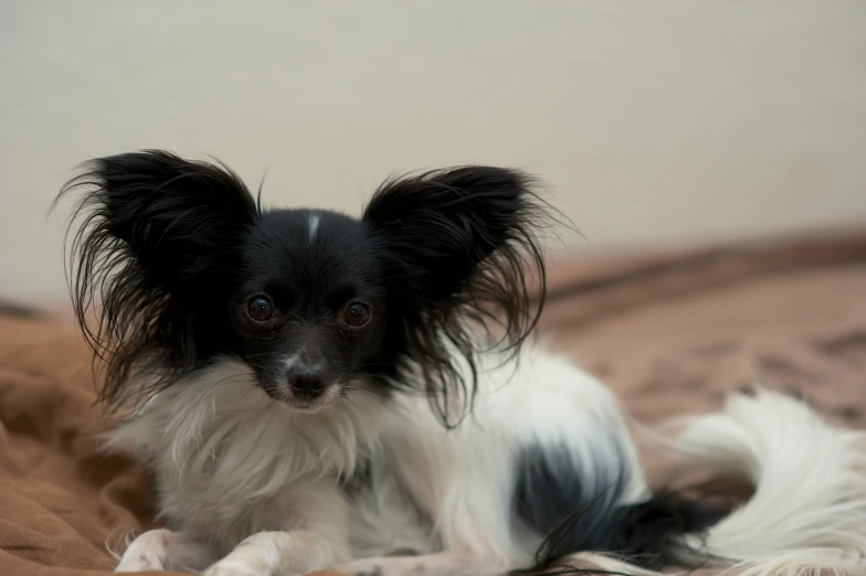 a black and white dog on a brown blanket