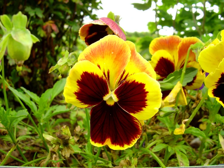 a patch of flowers with dark and yellow flower petals