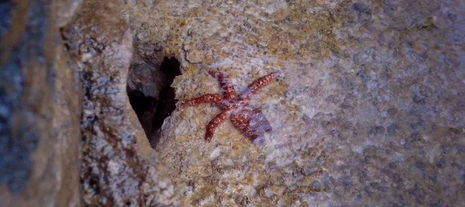 a red colored starfish lays on the rocks