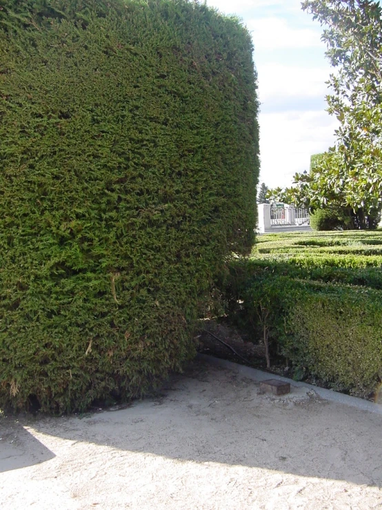 two boxes with plants growing up on top of it