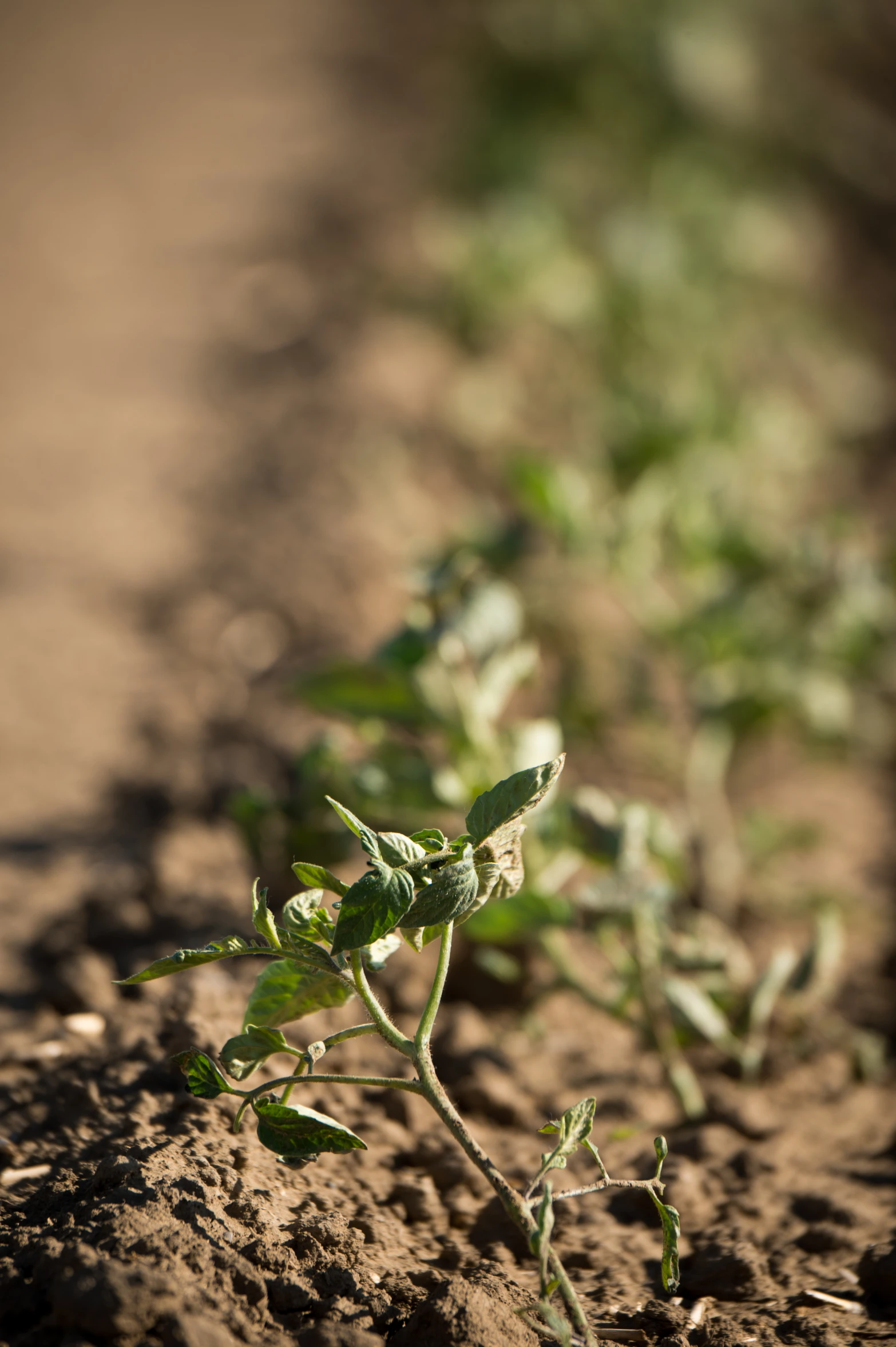 small sprouts are growing in the dirt