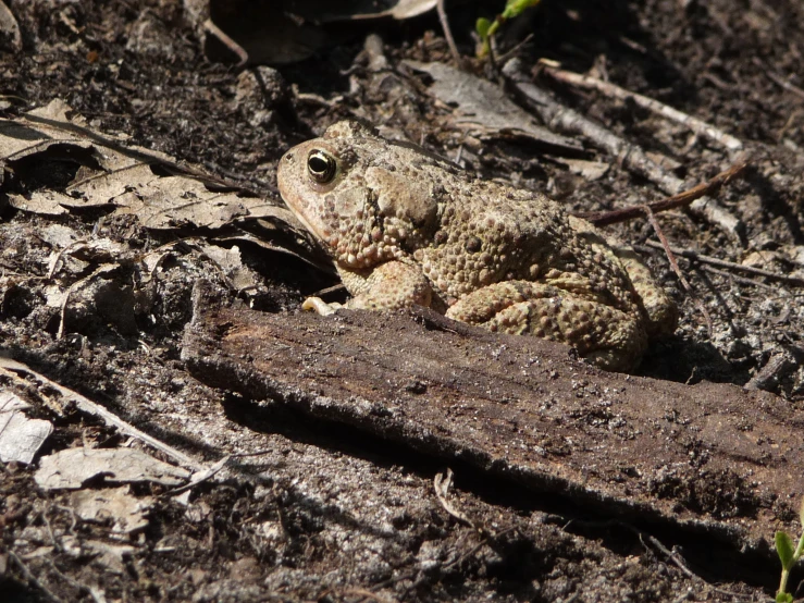 a toad with it's legs crossed on some dirt